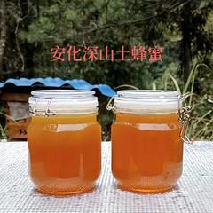【央企消费帮扶】湖南安化县（烟溪天茶）安化深山土蜂蜜500g/瓶【包邮】