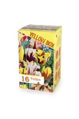 【荷兰皇家泰德花园】收集颜色系列球根花卉种球小包装