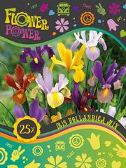 【荷兰皇家泰德花园】花的力量系列球根花卉种球小包装