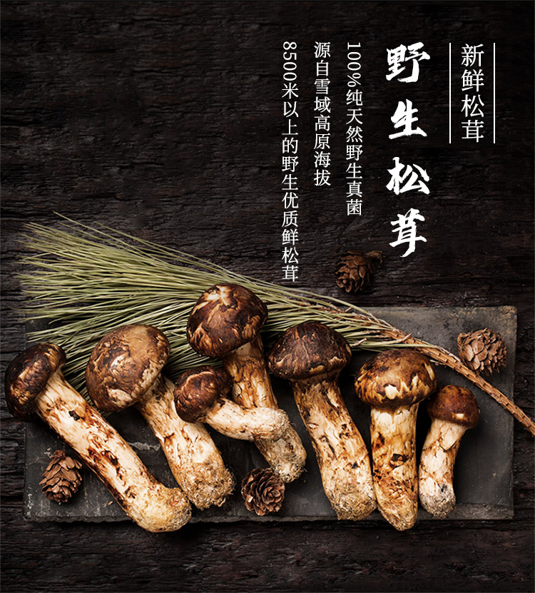西藏林芝新鲜野生松茸礼盒装 5-7cm 500克/盒【包邮】